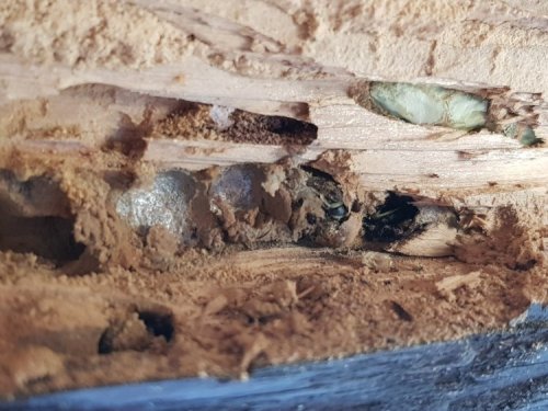 ﻿Traitement de charpente contre les insectes Alès